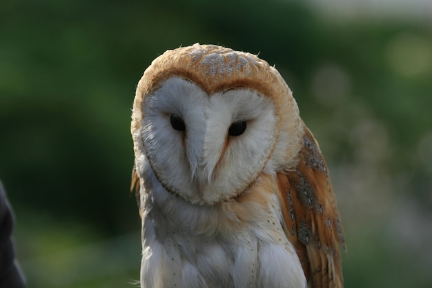 Free Photo heart shape face of a barn owl