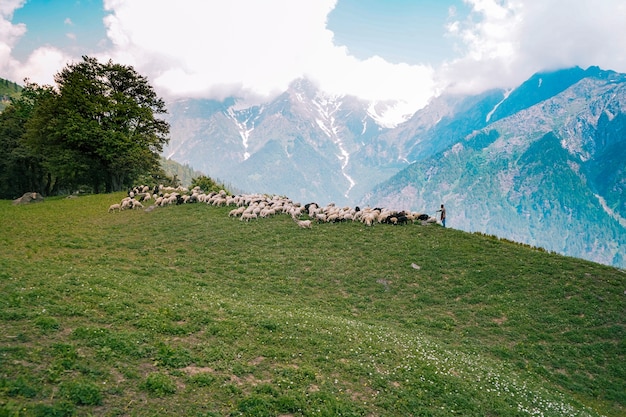 Foto gratuita mandria di bovini al pascolo nei campi verdi