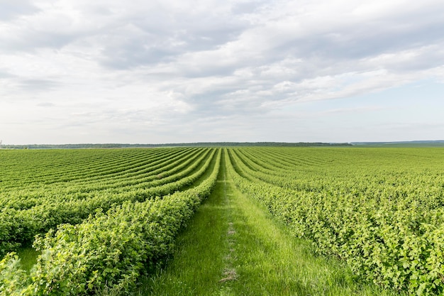 Free photo high angle farmland view