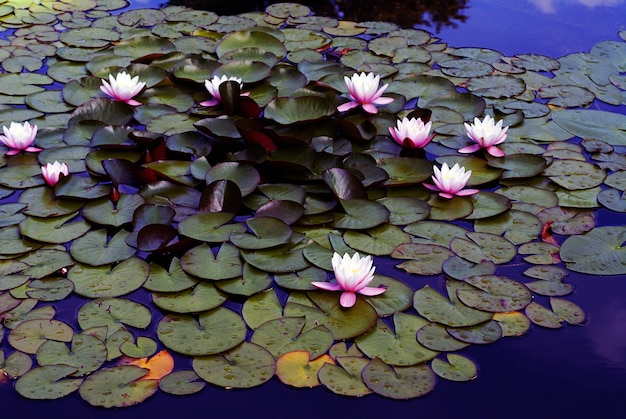 Free Photo high angle shot of beautiful pink water lilies growing in the lake