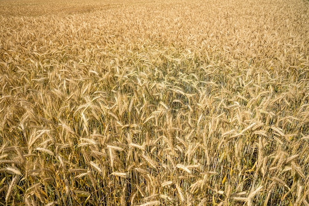 Free photo high angle shot of the wheat branches growing in the field