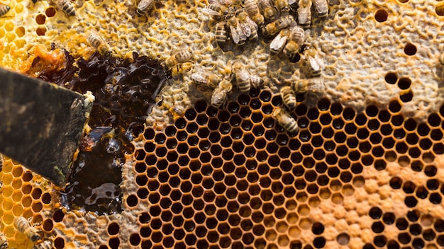 Free photo honeycomb with bees