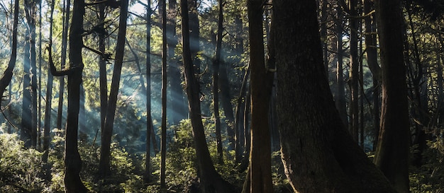 Free photo horizontal shot of green trees and plants in a forest