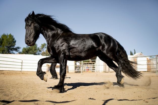 Free Photo horse silhouette against warm light