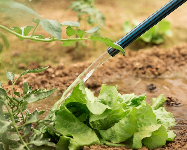 Free photo hose watering green salad