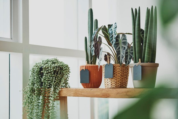 Free Photo houseplants in a florist shop