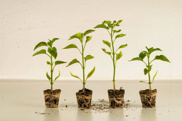 Free photo houseplants growing next to each other in a room