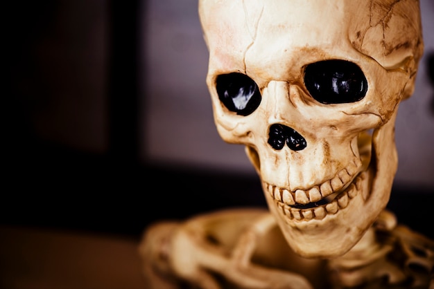 Free Photo human decorative skull in close-up