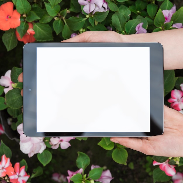 Free Photo human hand holding digital tablet with blank white screen over fresh flowers