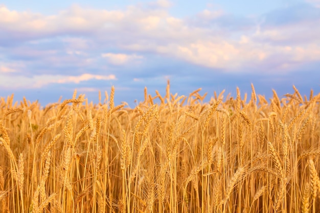 Free photo image of wheat field with blue sky