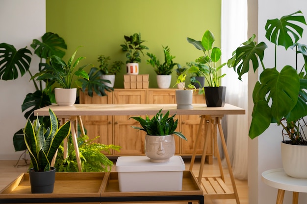 Free Photo indoor plants in studio