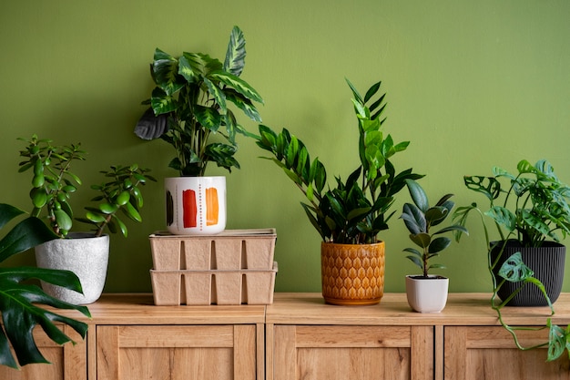 Free photo indoor plants in studio