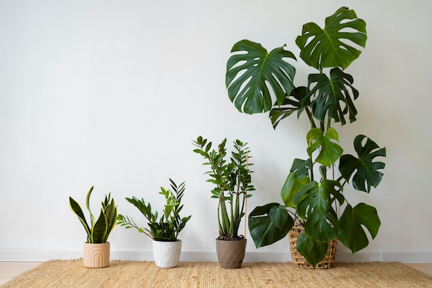 Free photo indoor plants in studio