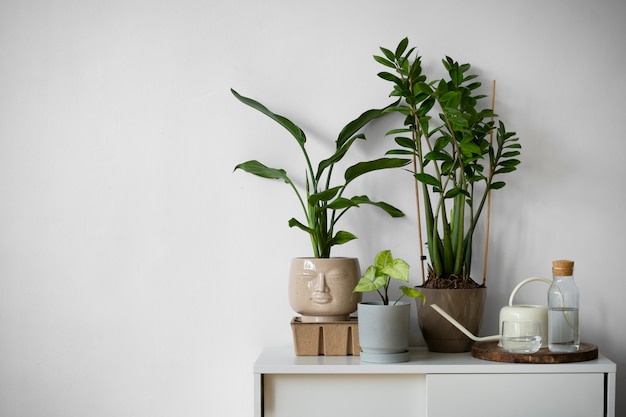 Free Photo indoor plants in studio