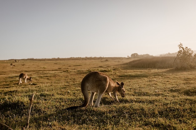 Free photo kangaroo eating grass