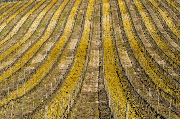 Free photo landscape of a field in a rural area under the sunlight