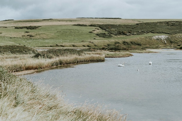 Free photo landscape of a grassland by the water