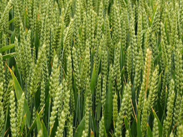 Free photo landscape shot of a green crop