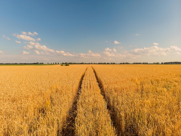 Free photo landscape of summer farm wheat field harvest crops