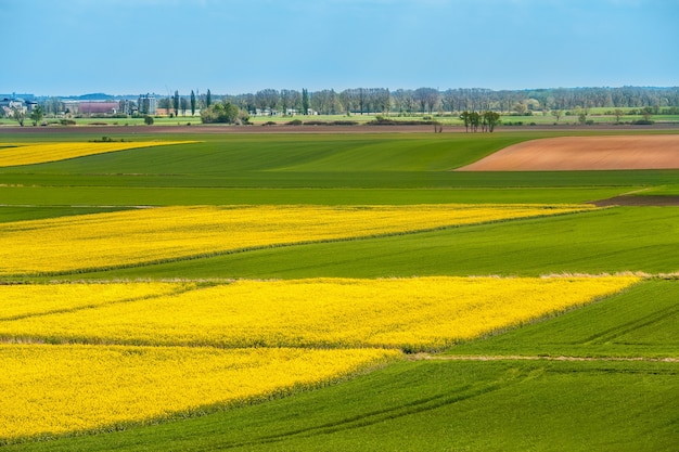 Free photo landscape of yellow and green area of plants