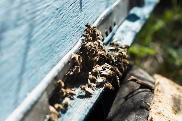 Free photo large group of bees outside of hive