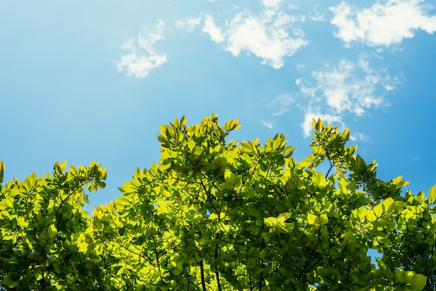 Free photo leaf and sky background