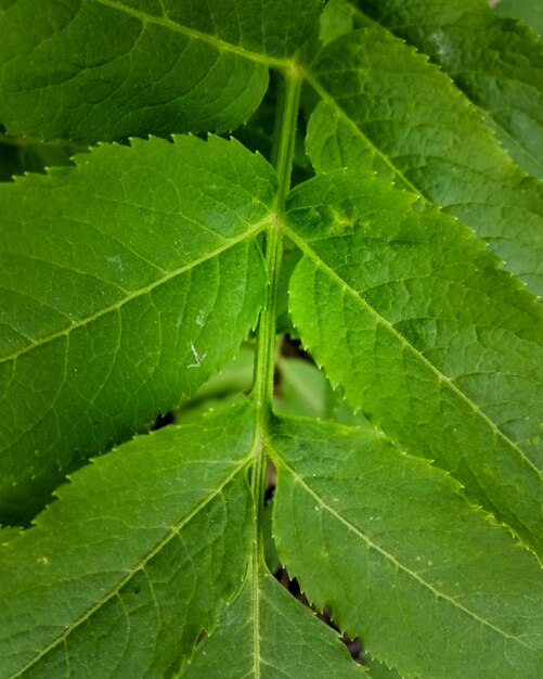 Leaf texture