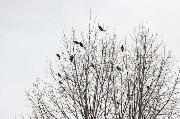 Free photo leafless tree with birds on the branches