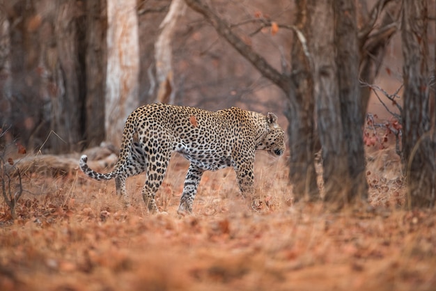 Free photo leopard walking in the forest