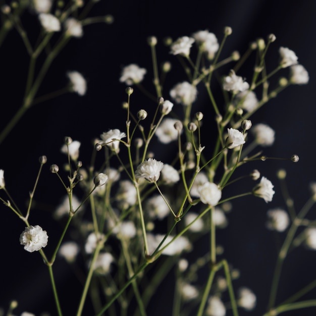 Free Photo light fresh bloom twigs