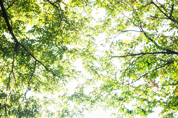 Free photo light shining through the tree