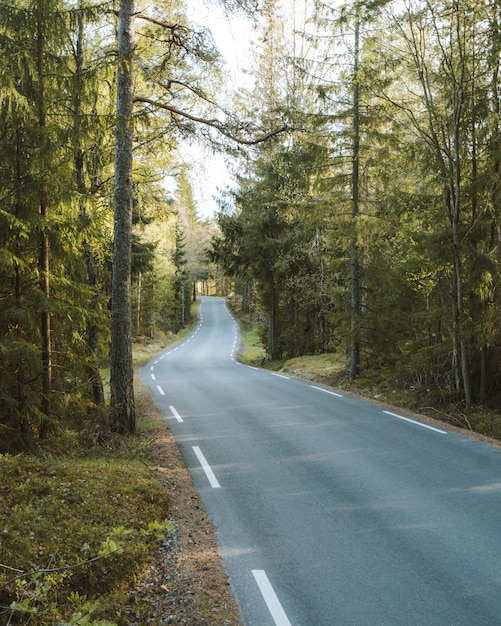 Free Photo long road surrounded by green nature