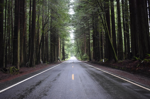 Free Photo long road surrounded by the tall trees in the creepy park