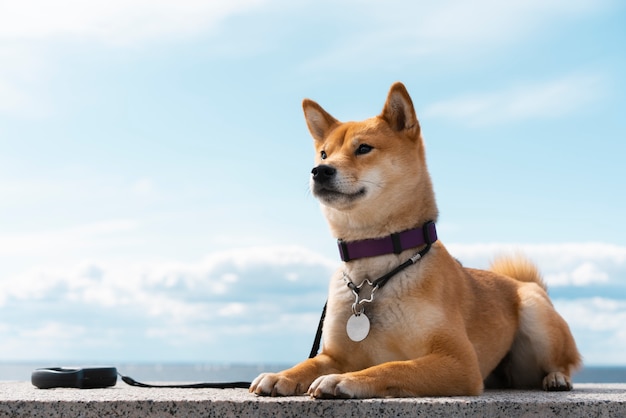 Free Photo low angle cute shiba inu dog