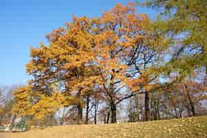 Free photo low angle shot of autumn trees with yellow leaves against a clear blue sky in a park