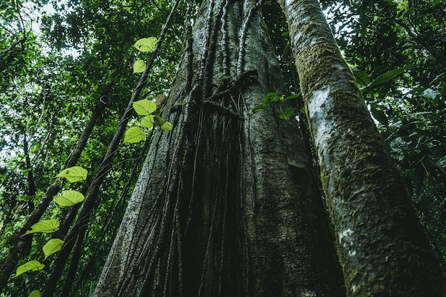 Free photo low angle shot of longleaf pine trees growing in a green forest