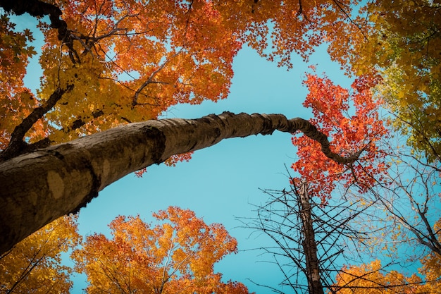 Free photo low angle shot of trees covered in colorful leaves under the sunlight and a blue sky in autumn