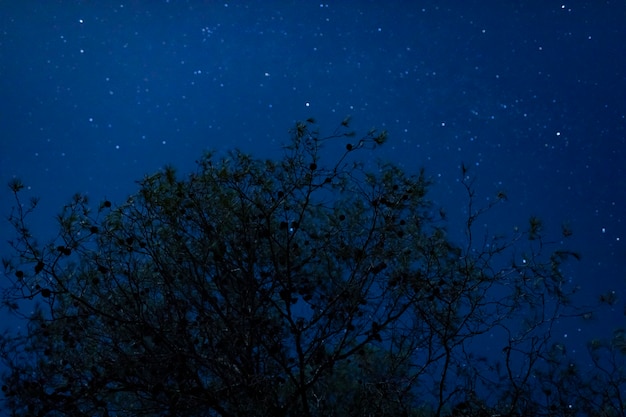 Free photo low angle tall tree with starry night background