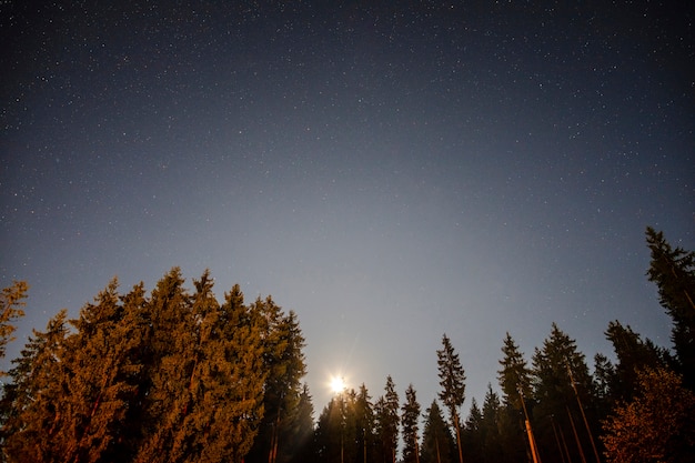 Free photo low view of trees with raising sun