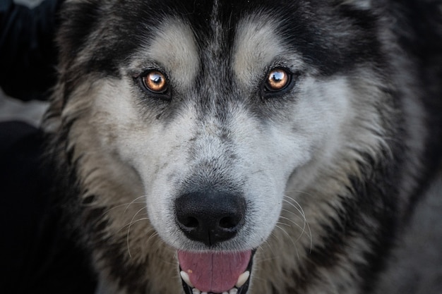 Free Photo macro shot of a canadian eskimo dog face looking straight