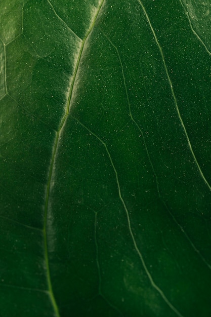 Free photo macro shot of leaf vein