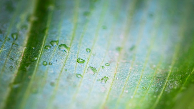 Free photo macro water drops on plant leaf surface