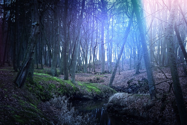 Free photo magical dark and mysterious forest.