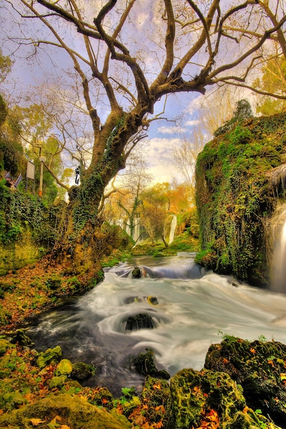 Magical forest with a river