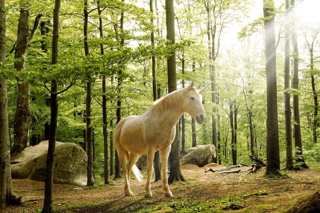 Magnificent unicorn in nature