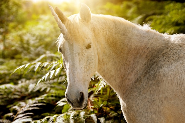 Magnificent unicorn in nature