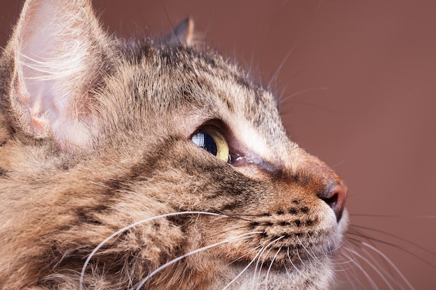 Free Photo maine coon breed cat looking away from camera in studio photo on brown background