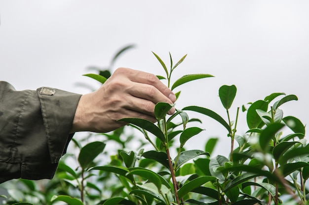 Free photo man harvest / pick fresh green tea leaves at high land tea field in chiang mai thailand