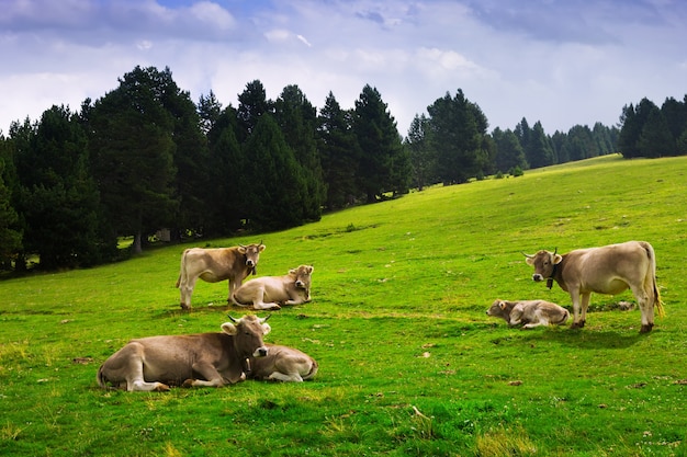 Бесплатный Фотография луг с коровами