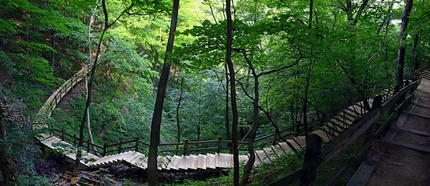 Free photo mesmerizing view of wooden stairs in a beautiful forest with lush nature